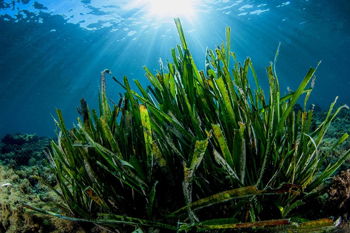 Benchmark : Focus sur la communication digitale des Aires Marines Protégées